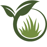 Magnolia Tree Transplantation Pros