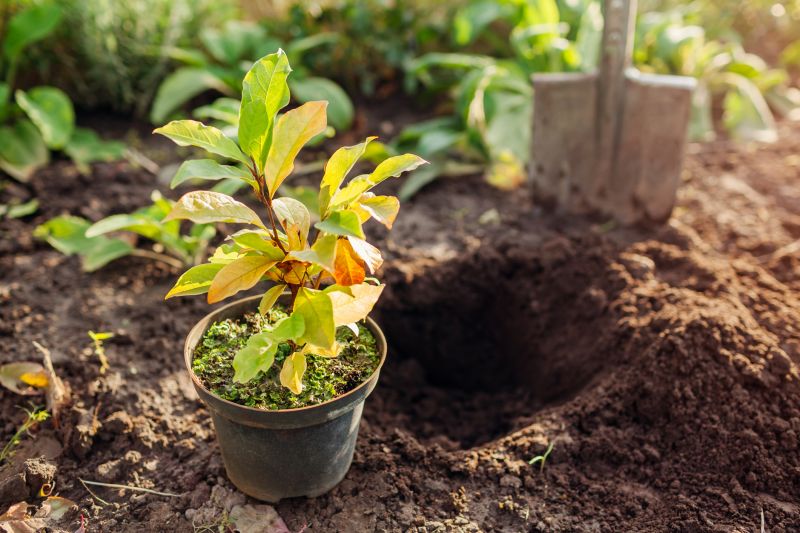 Magnolia Tree Transplantation