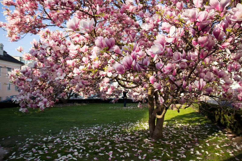 Magnolia Tree Transplantation