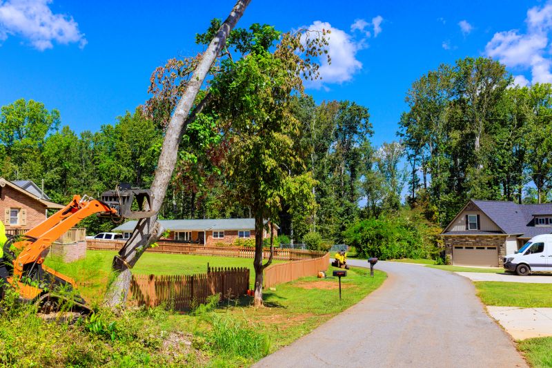 Magnolia Tree Transplantation