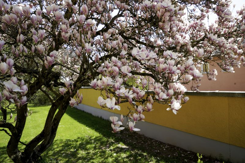 Magnolia Tree Transplantation